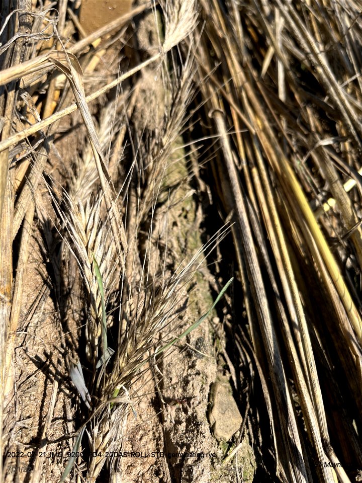 PD4-20DAS-ROLL-STD-germinating rye