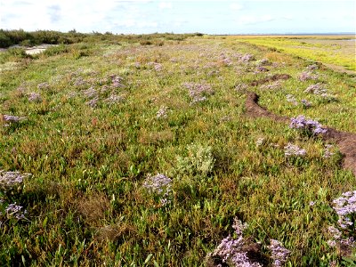 Limonium vulgare Mill., 1768