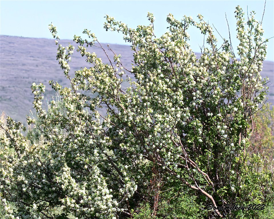 Western Serviceberry