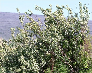 Western Serviceberry