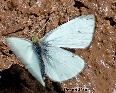 Cabbage White - male