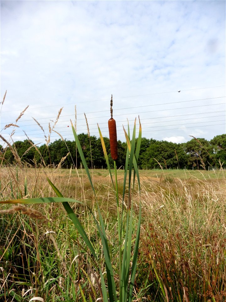 Typha latifolia L., 1753