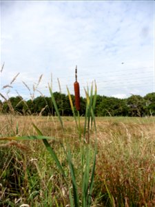 Typha latifolia L., 1753