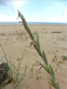 Elytrigia juncea subsp. boreoatlantica (Simonet & Guin.) Hyl., 1953