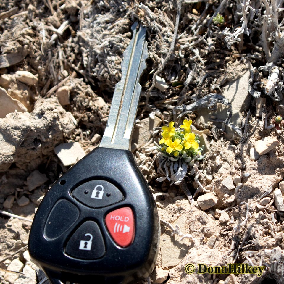 Dudley Bluffs Bladderpod