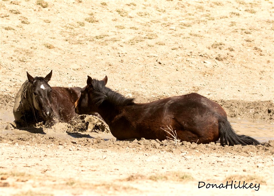web-two-young-studs-mud-bath-march2018