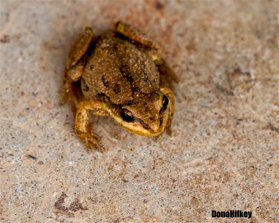 Boreal Chorus Frog