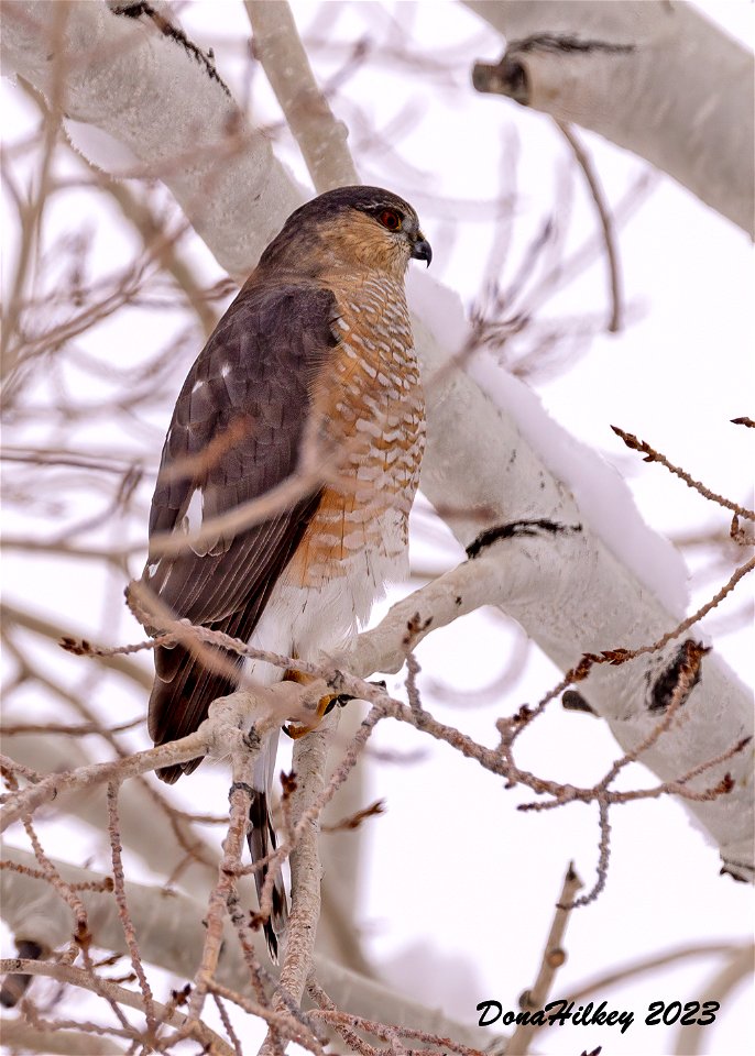 Sharp-shinned Hawk