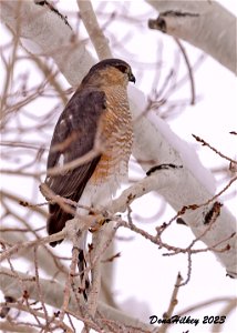 Sharp-shinned Hawk