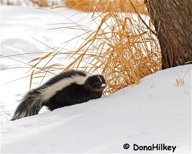 Skunk-17jan2020-home