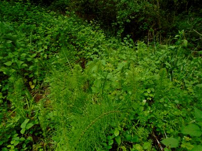 Equisetum telmateia Ehrh., 1783