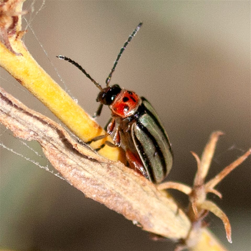 Striped Willow Leaf Beetle