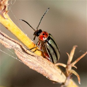 Striped Willow Leaf Beetle