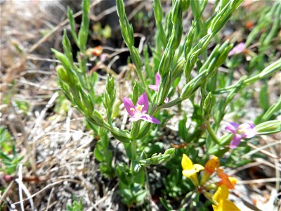 Schenkia spicata (L.) G.Mans., 2004