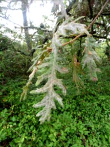 Quercus pyrenaica Willd., 1805
