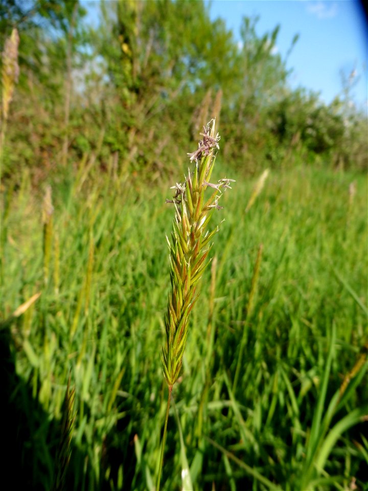 Anthoxanthum odoratum L., 1753