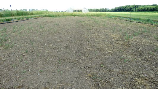 sorghum sudangrass