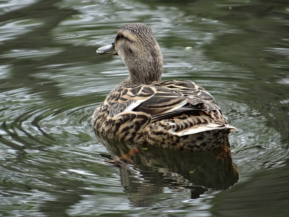 Water bird lake nature