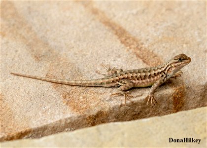 Common Sagebrush Lizard photo