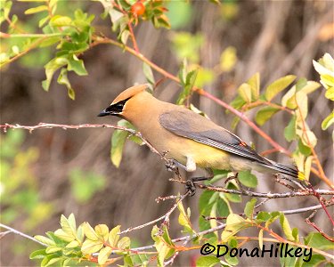 Cedar Waxwing
