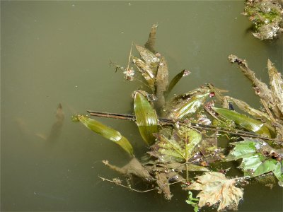 Potamogeton nodosus Poir., 1816