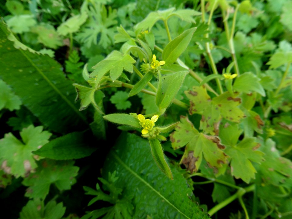 Ranunculus parviflorus L., 1758