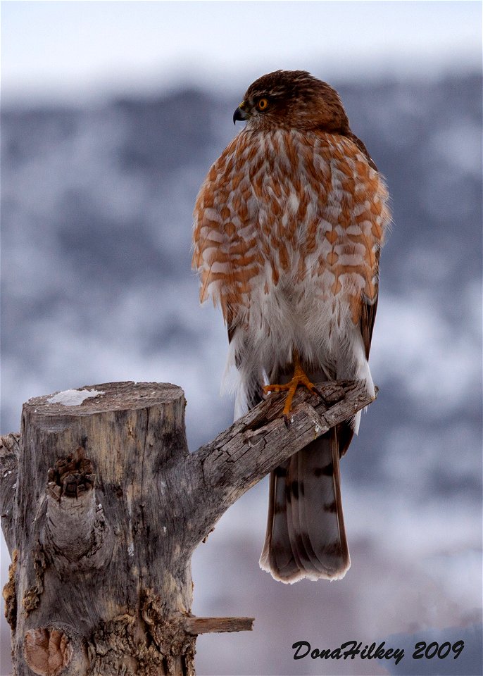 Sharp-shinned Hawk