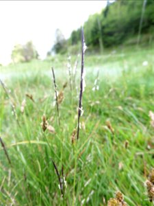 Nardus stricta L., 1753