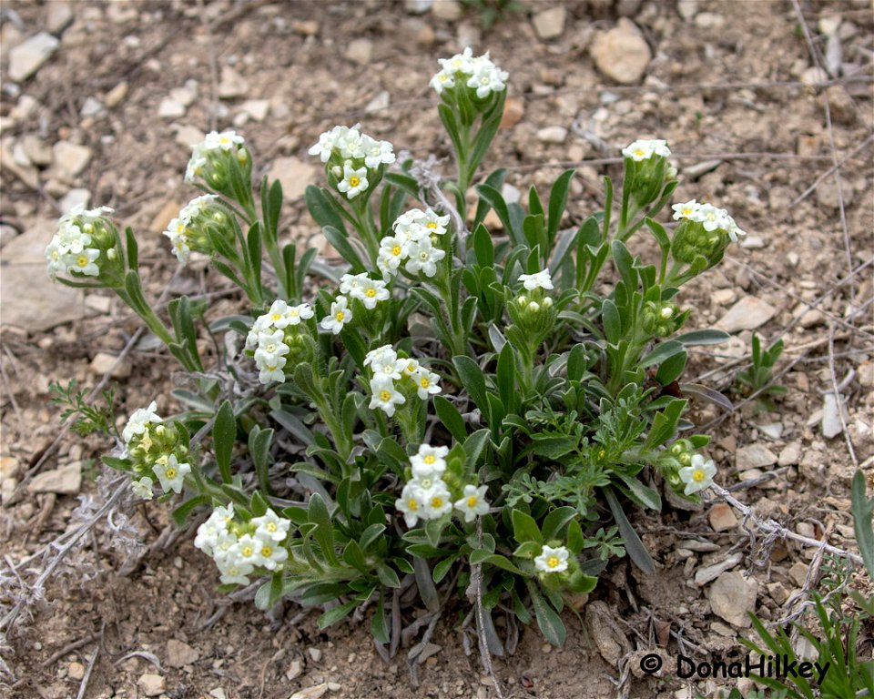 unid-wildflower-15may2015-6barcus