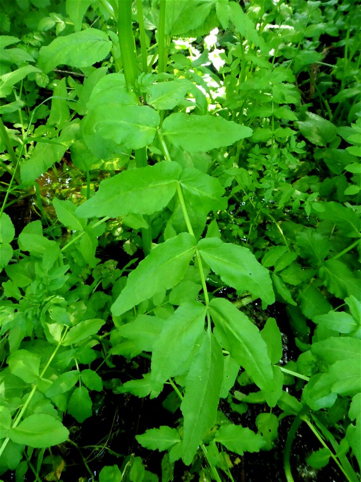 Helosciadium nodiflorum (L.) W.D.J.Koch, 1824