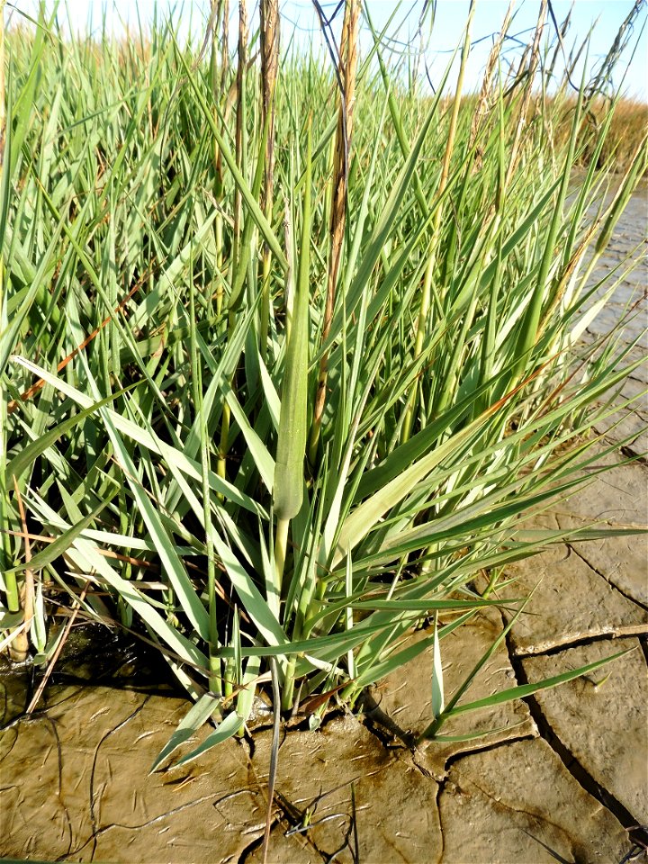 Spartina anglica C.E.Hubb., 1978