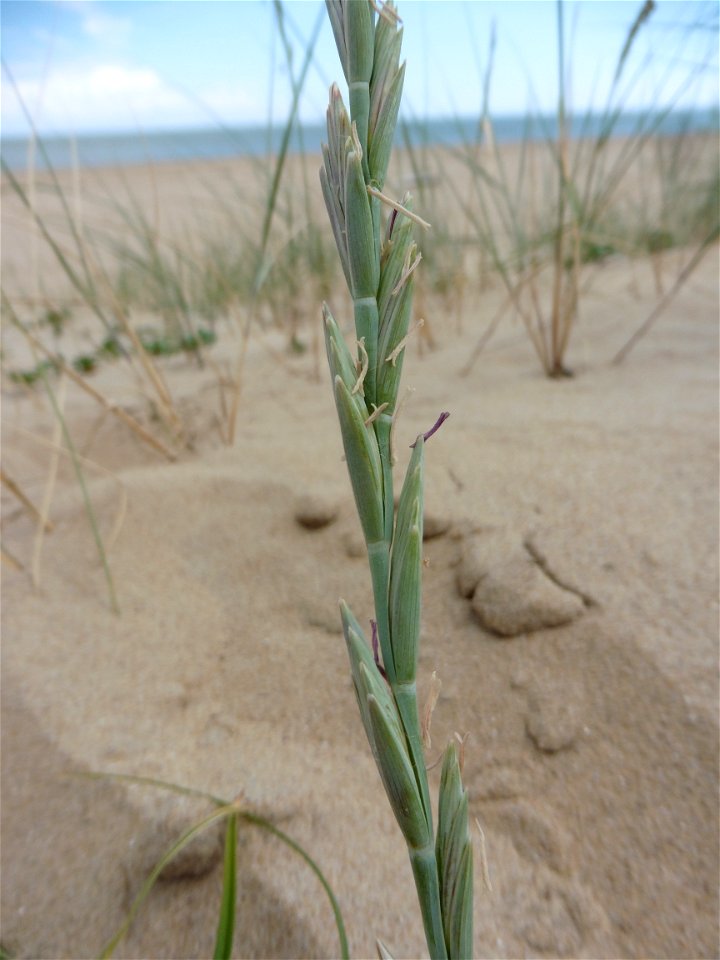 Elytrigia juncea subsp. boreoatlantica (Simonet & Guin.) Hyl., 1953