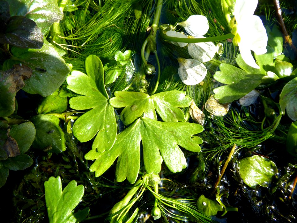 Ranunculus penicillatus (Dumort.) Bab., 1874