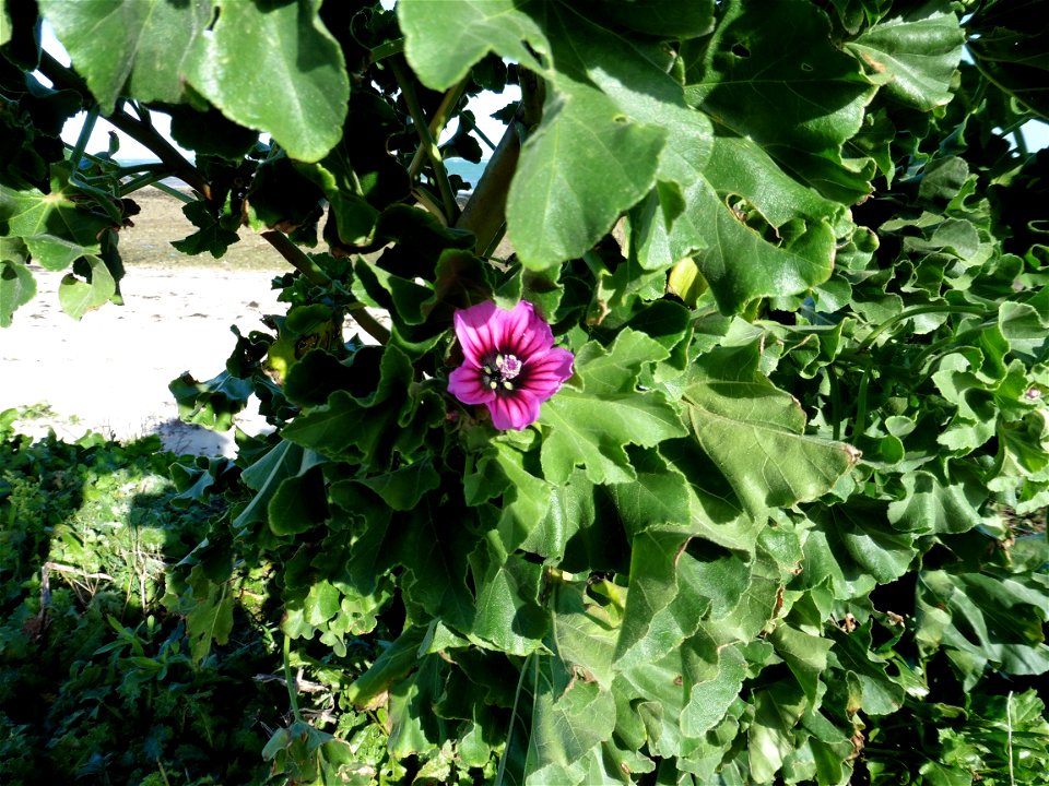 Malva arborea (L.) Webb & Berthel., 1837