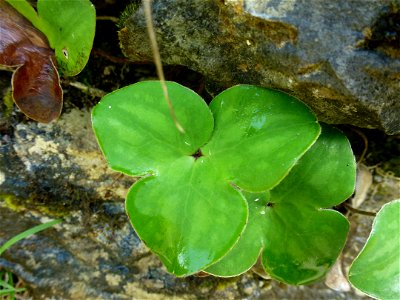 Anemone hepatica L., 1753