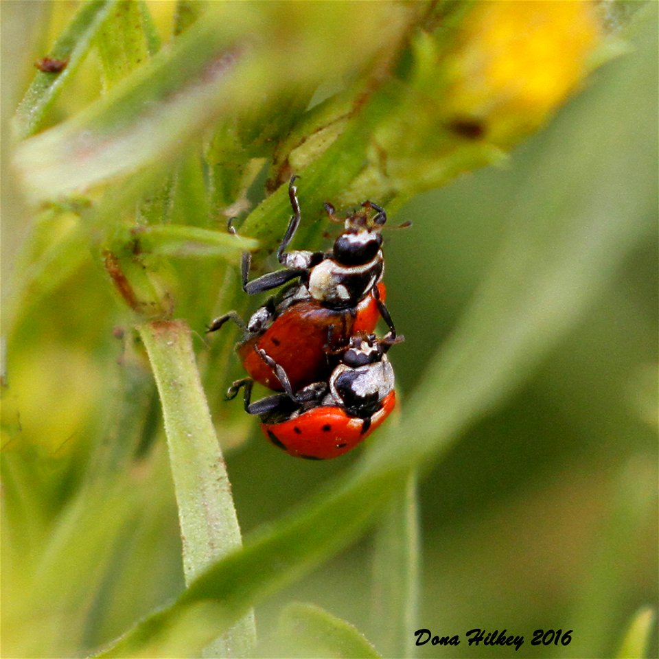 Convergent Lady Beetle