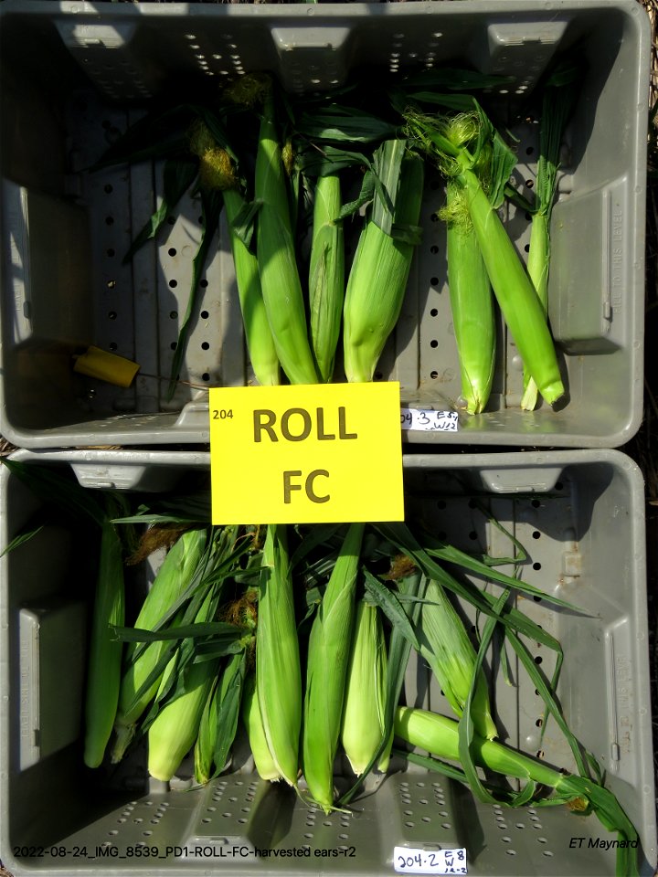 PD1-ROLL-FC-harvested ears-r2