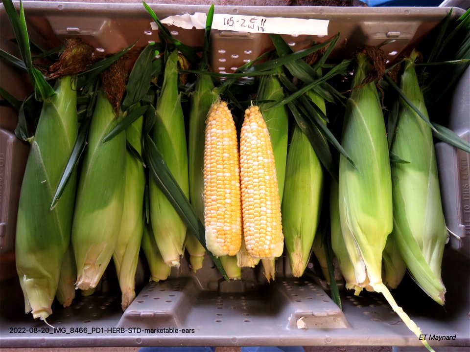 PD1-HERB-STD-marketable-ears