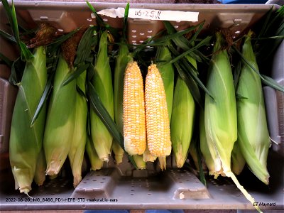 PD1-HERB-STD-marketable-ears