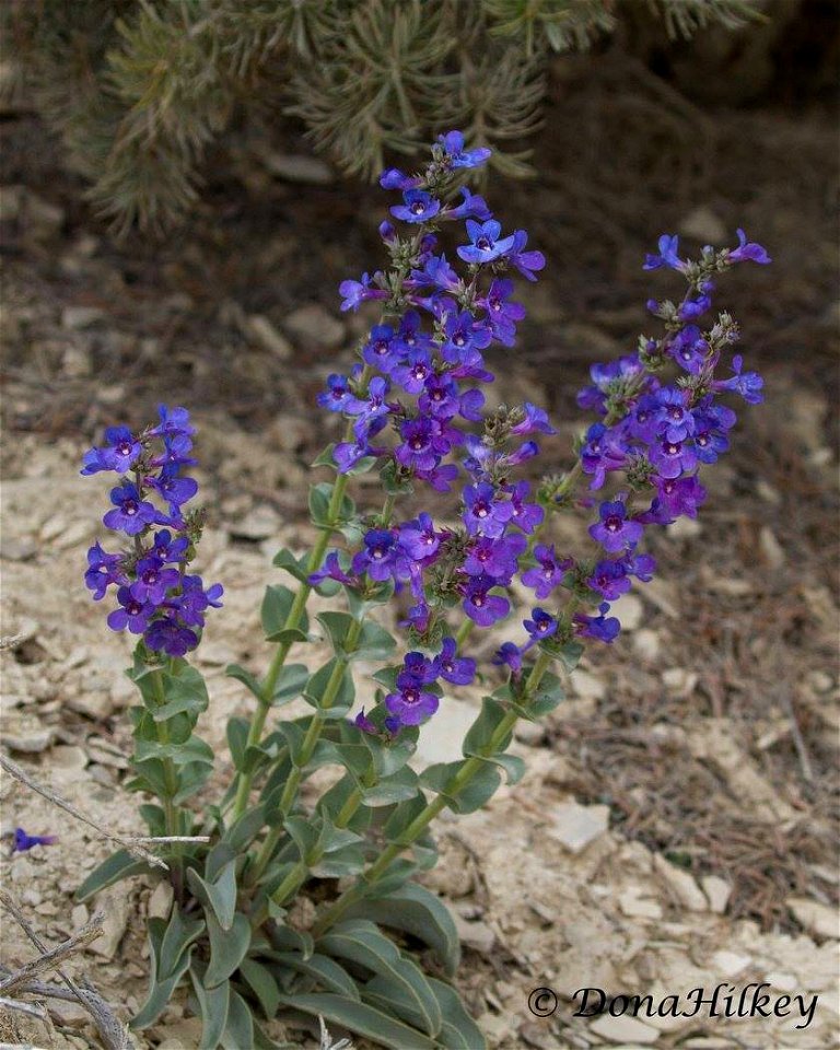 Penstemon mucronate