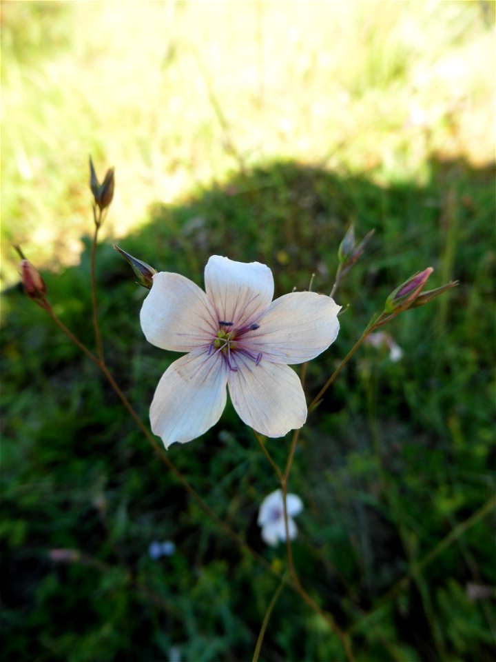 Linum suffruticosum subsp. appressum (Caball.) Rivas Mart., 1978