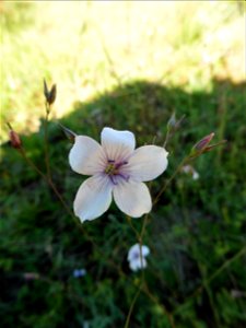 Linum suffruticosum subsp. appressum (Caball.) Rivas Mart., 1978