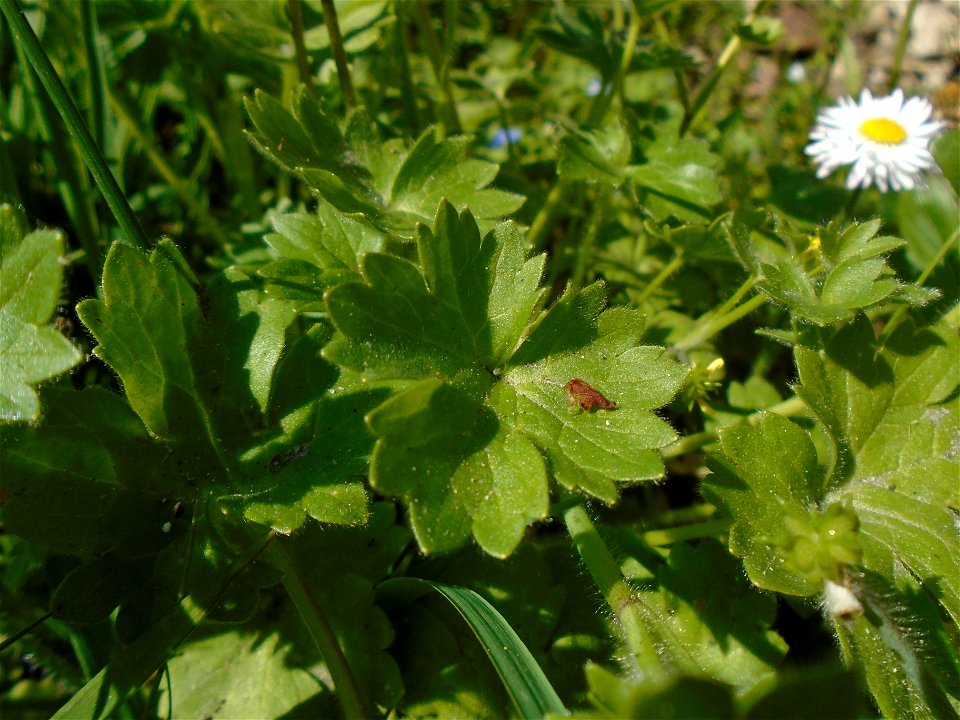 Ranunculus parviflorus L., 1758