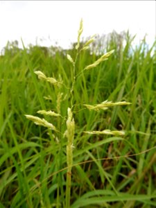 Leersia oryzoides (L.) Sw., 1788