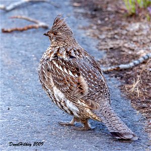 Ruffed Grouse