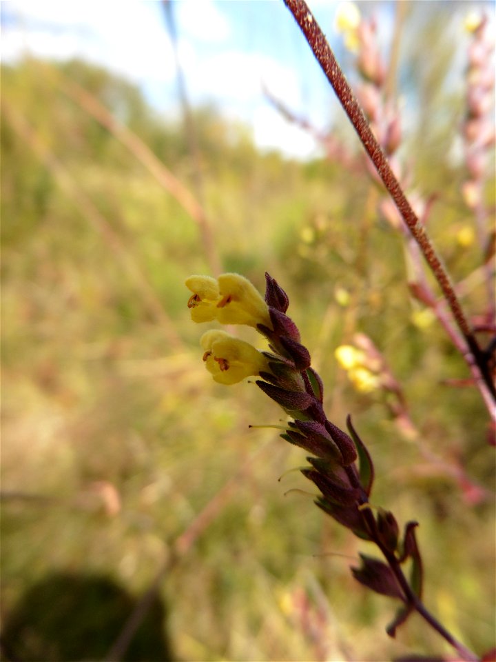 Odontites jaubertianus (Boreau) D.Dietr. ex Walp., 1844