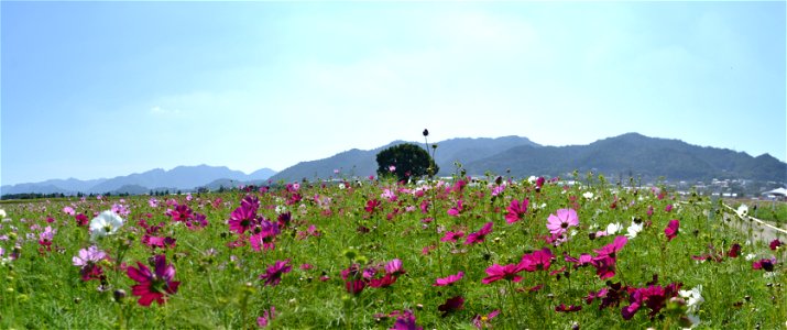 DSC_5528_stitch