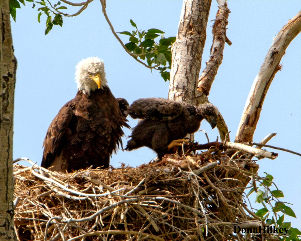 BAEA-nest-25june2020-3