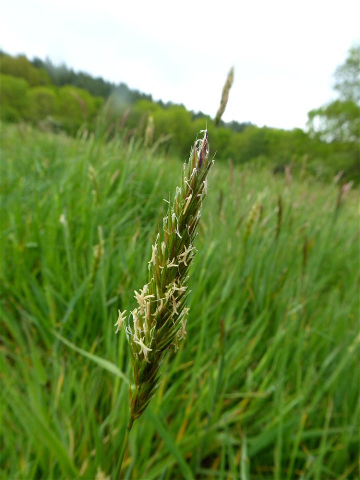 Anthoxanthum odoratum L., 1753