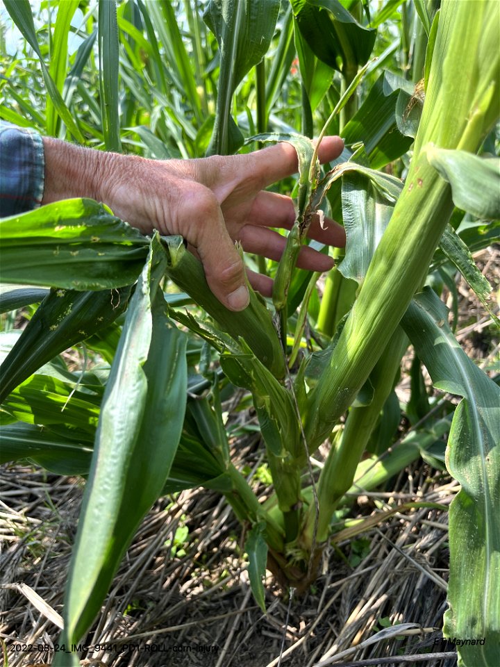 PD1-ROLL-corn-injury